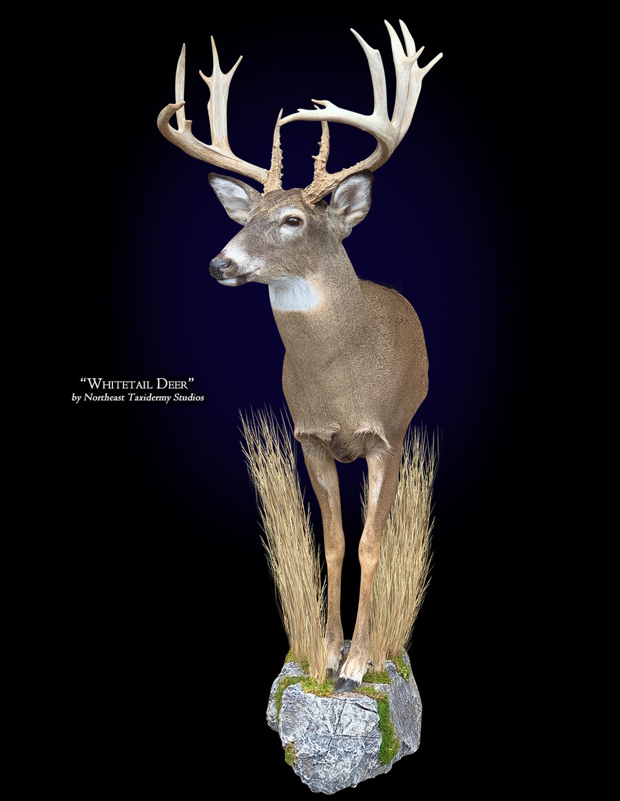 Whitetail Deer Half Body Mount Mounts.