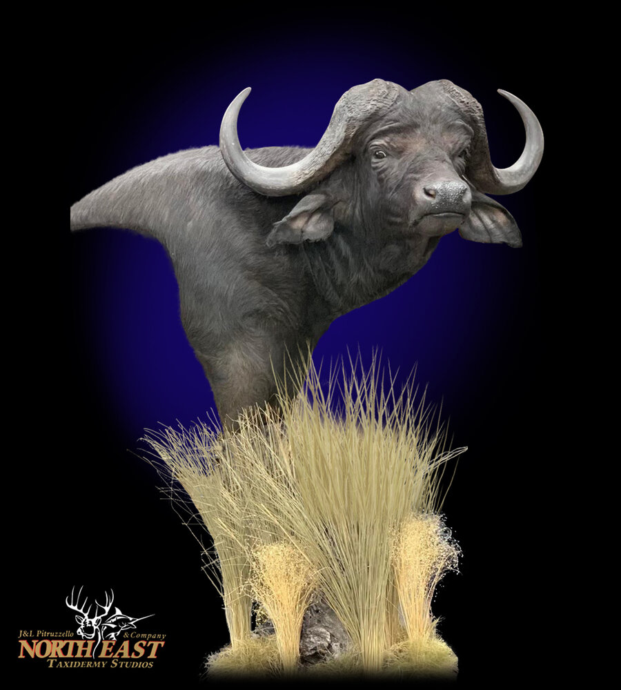 Cape Buffalo Mounts.