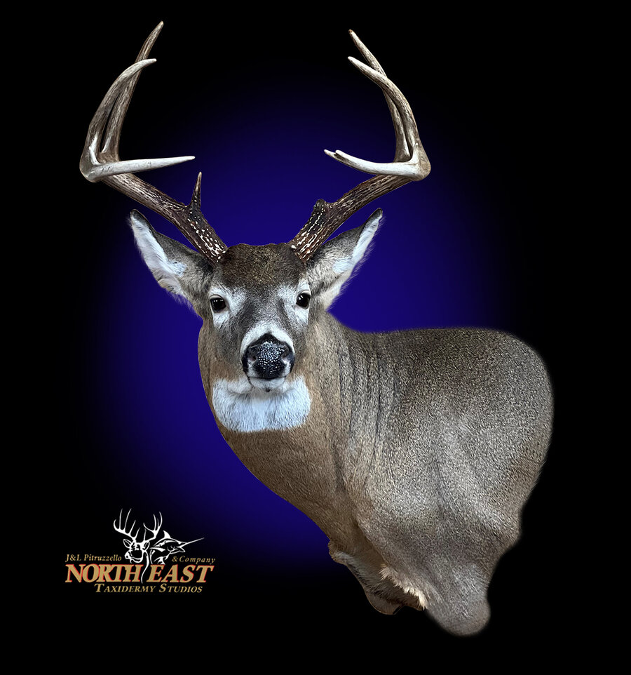 Wall Pedestal Whitetail Deer Mounts.