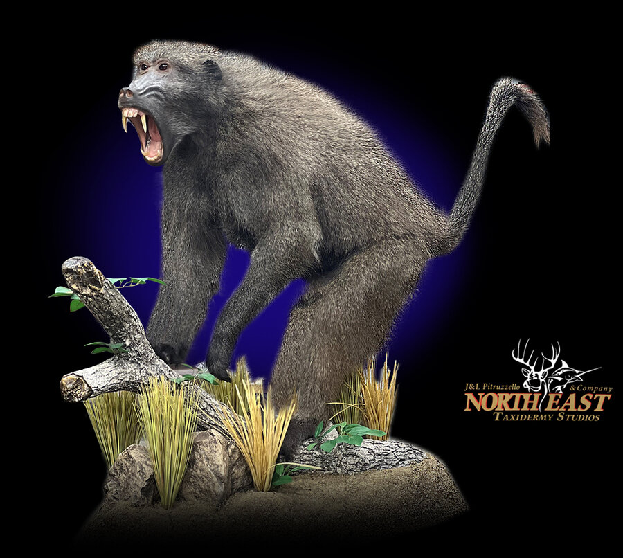 Lifesize Baboon Mounts.