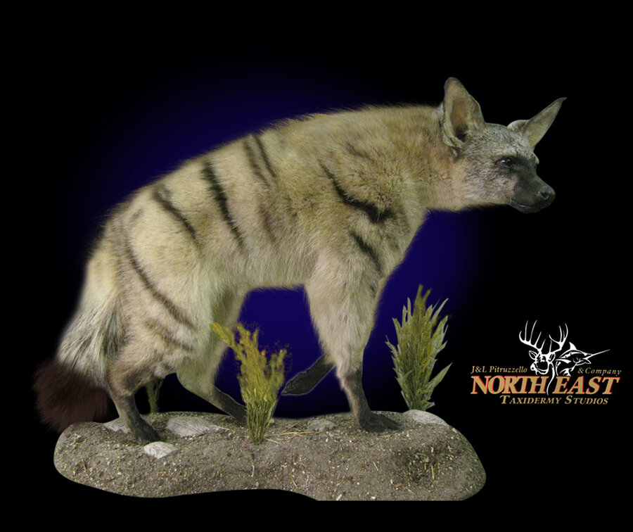 Aardwolf Mounts.
