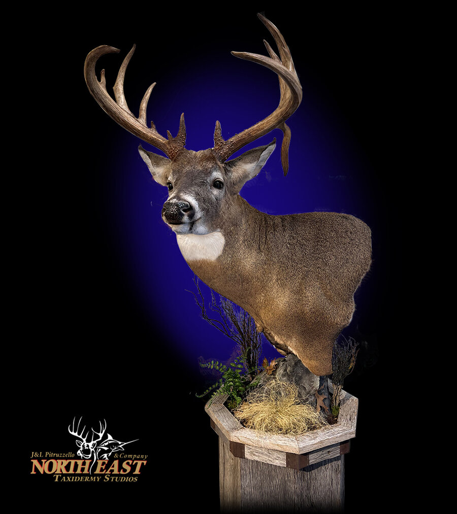 Whitetail Deer Pedestal Mount Mounts.