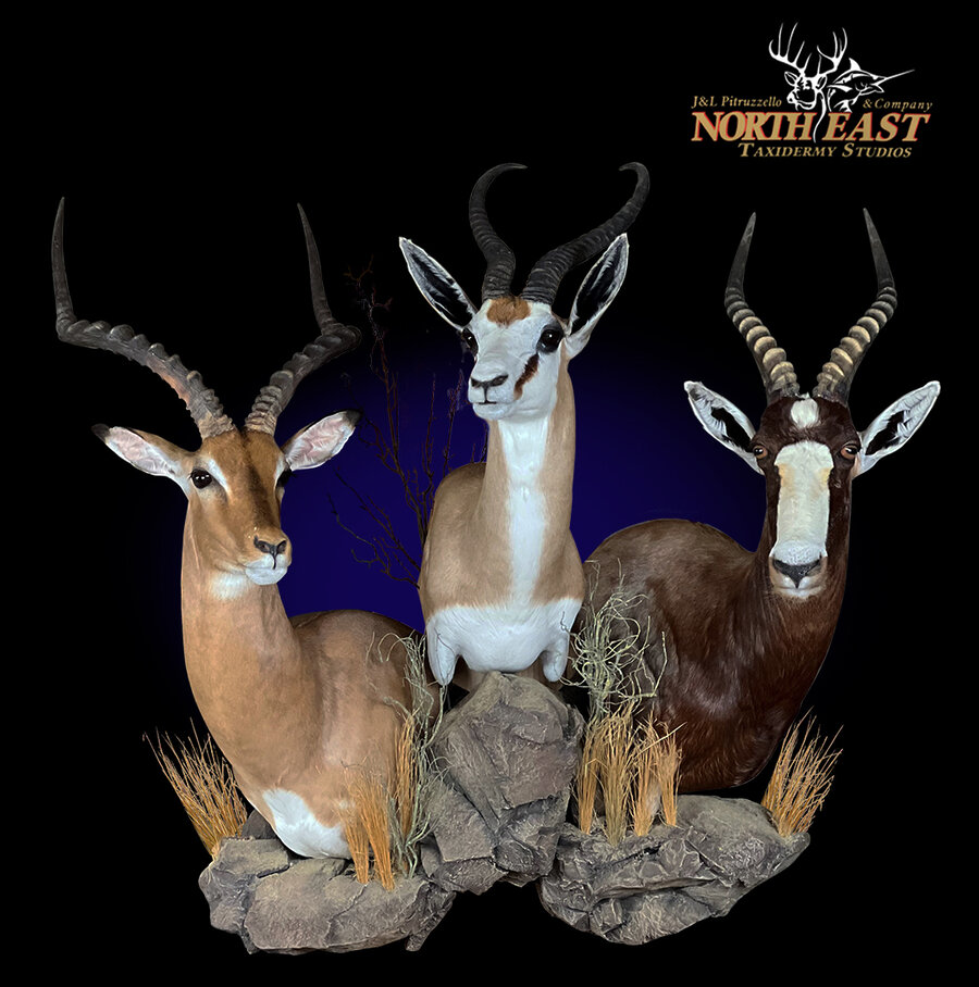 Impala Blesbok and Springbok Wall Pedestal Mounts.