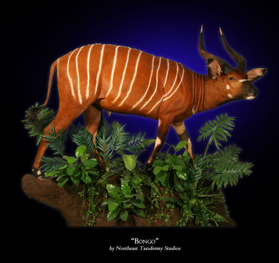 Bongo Mounts.
