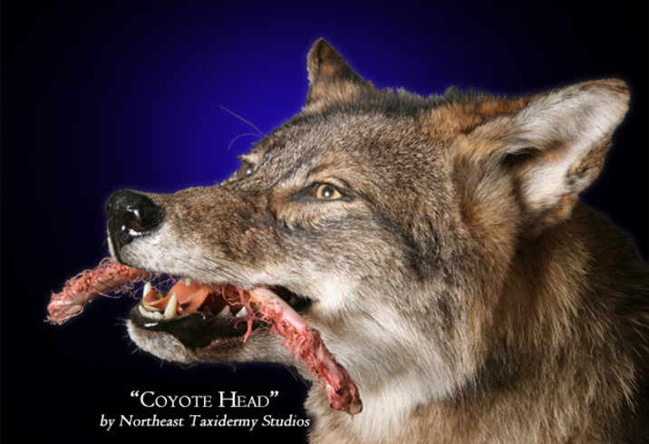 Coyote Head Mount, Mounted Coyote Head Taxidermy