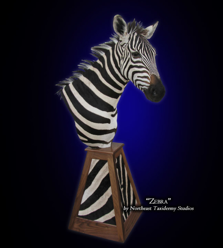 Zebra Mount, Zebra Taxidermy