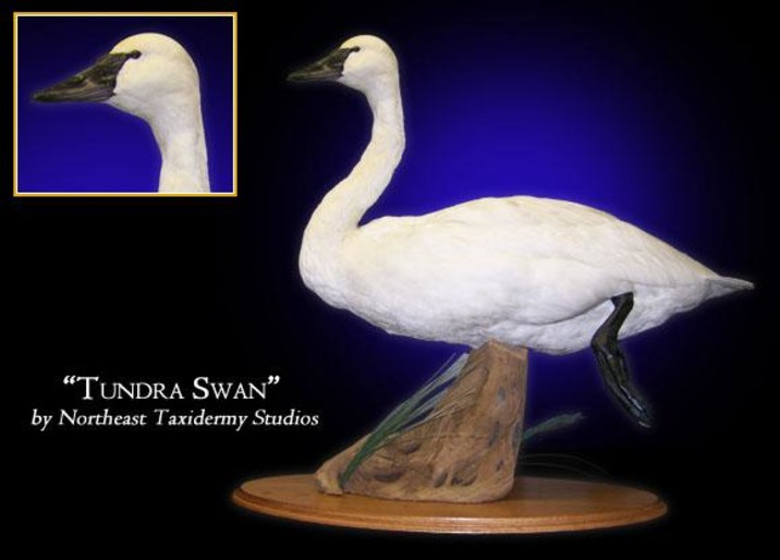 Tundra swan mount mounted tundra swan taxidermy