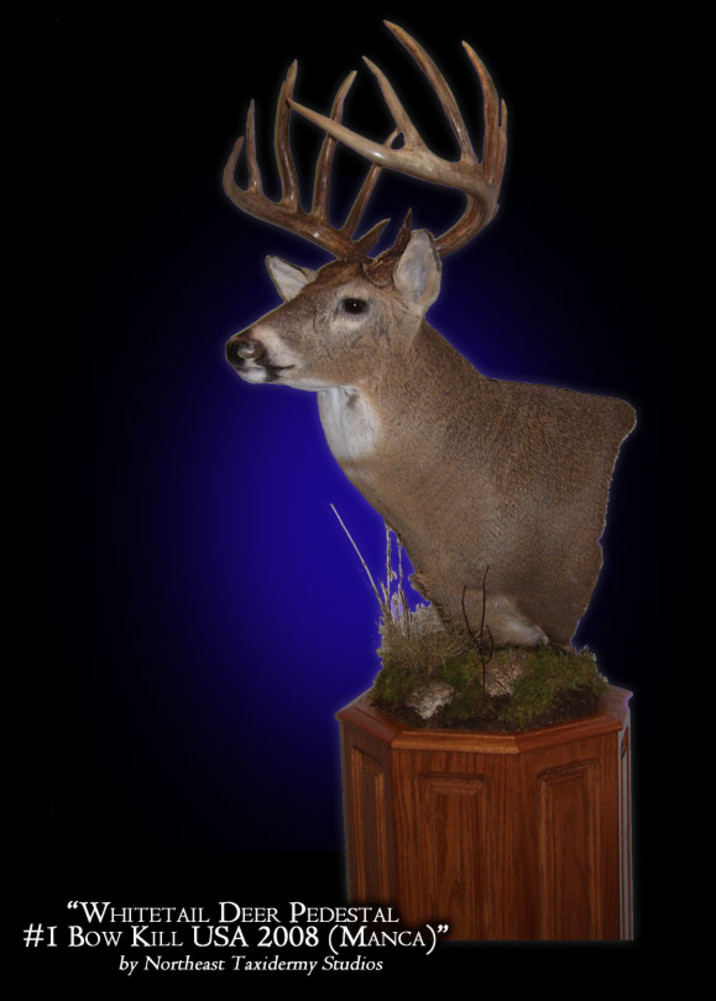 Whitetail Deer Mount, Mounted Whitetail Deer Taxidermy