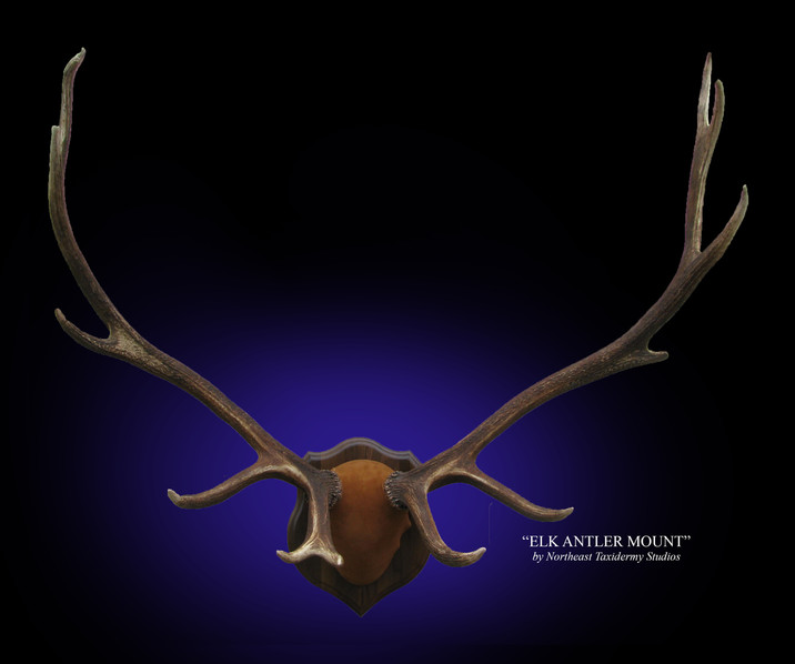 Elk Antler Mount, Mounted Elk Antler Taxidermy