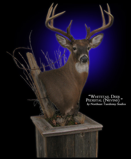 Whitetail Deer Pedestal Mount, Mounted Whitetail Deer Pedestal Taxidermy