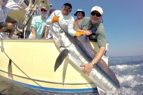 Replica Striped Marlin Taxidermy Mounts