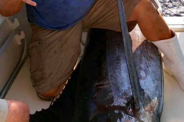 Blue Marlin fish replica