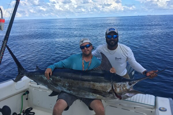 Mounted Blue Marlin