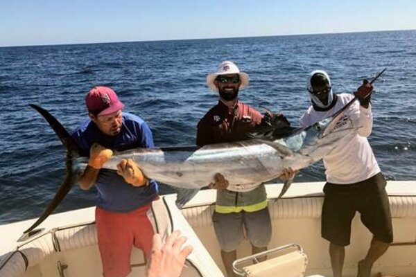 Blue Marlin Fish Taxidermy