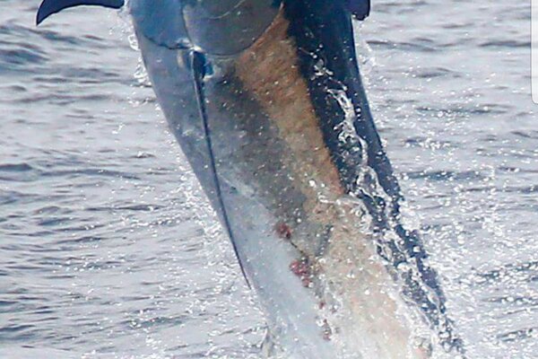 Blue Marlin replica mount