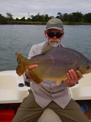 Pacu Fish replica