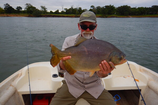 Pacu Fish replica