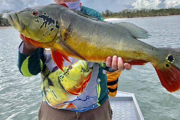 Peacock Bass replica fish mount