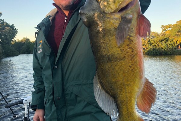 Peacock Bass reproduction fish mount