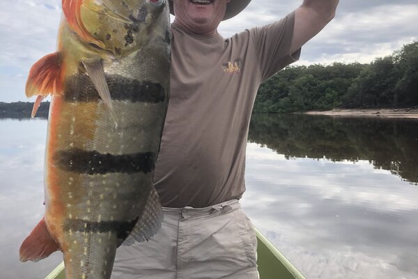 Peacock Bass reproduction mount