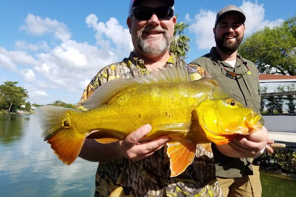 Fish replica peacock bass