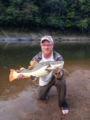 Redtail Catfish replica fish mount