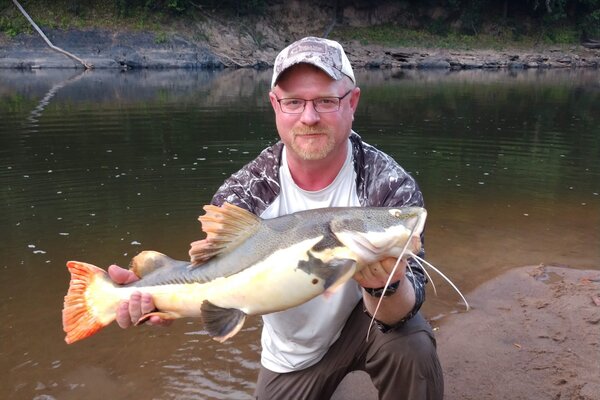 Redtail Catfish replica fish mount
