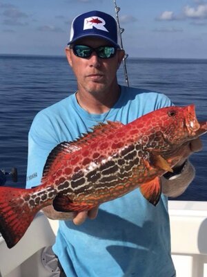 Fireback Grouper replica fish mount