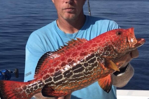 Fireback Grouper replica fish mount