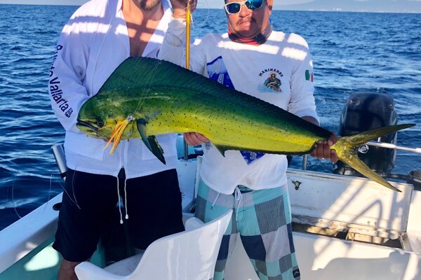 Reproduction Mahi fish mount