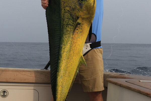 Mounted Mahi-Mahi taxidermy fish mount
