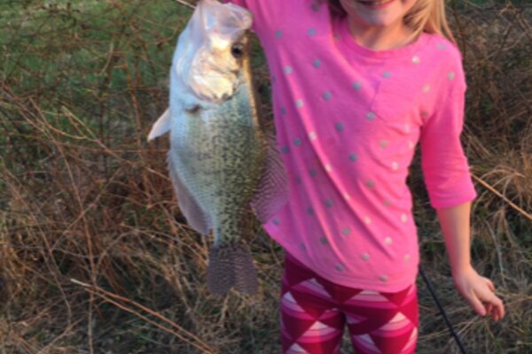 Calico Bass reproduction fish mount