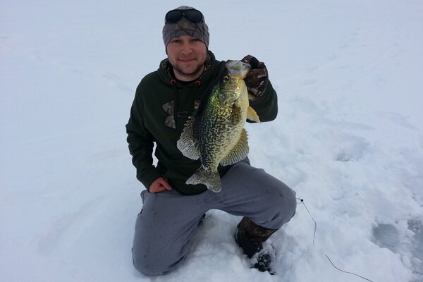Replica mount Calico Bass