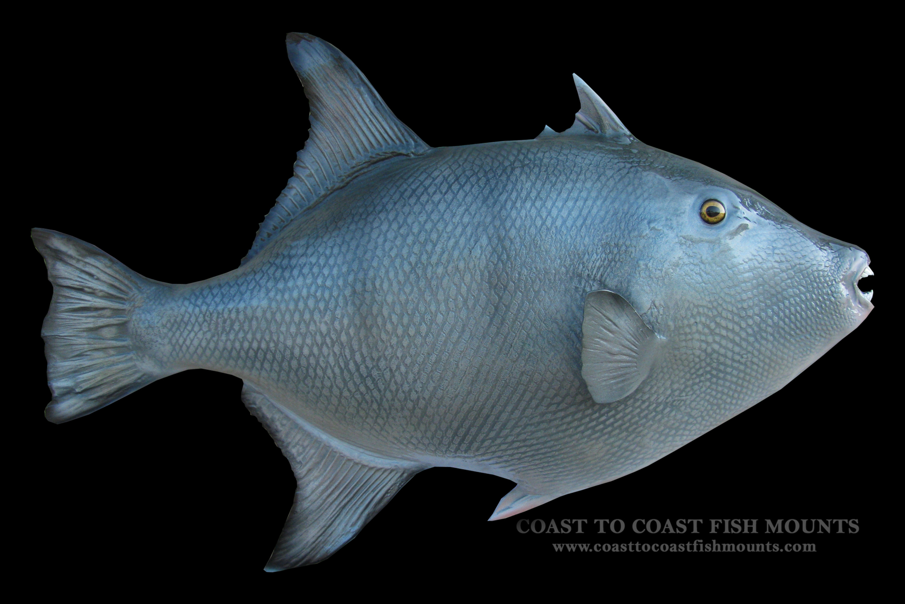 Grey Trigger Fish Fish Mount and Fish Replicas | Coast-to-Coast