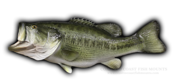 Largemouth Bass Fish Mount and Fish Replicas | Coast-to-Coast