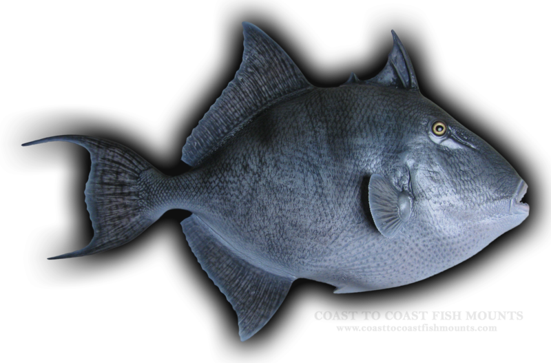 grey trigger fish fish mount