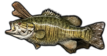 Smallmouth Bass Fish Mount and Fish Replicas | Coast-to-Coast