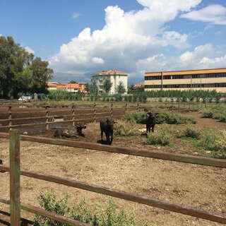 We visited a buffalo mozzarella-mkaing farm and facility.  Educational AND very tasty!